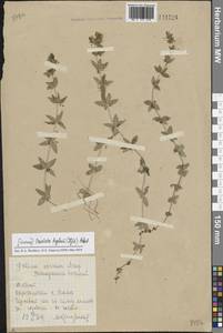 Cruciata glabra (L.) Opiz, Siberia, Altai & Sayany Mountains (S2) (Russia)