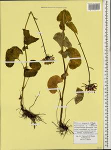 Dolichorrhiza caucasica (M. Bieb.) Galushko, Caucasus, Krasnodar Krai & Adygea (K1a) (Russia)