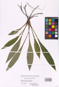 MHA 0 152 823, Pulmonaria angustifolia L., Eastern Europe, Western region (E3) (Russia)