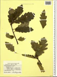 Quercus petraea subsp. polycarpa (Schur) Soó, Caucasus, Black Sea Shore (from Novorossiysk to Adler) (K3) (Russia)