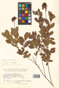 Spiraea salicifolia L., Siberia, Russian Far East (S6) (Russia)