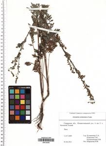 Artemisia armeniaca Lam., Eastern Europe, Middle Volga region (E8) (Russia)