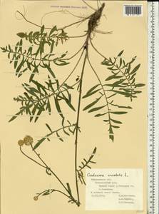 Centaurea orientalis L., Eastern Europe, Central forest-and-steppe region (E6) (Russia)