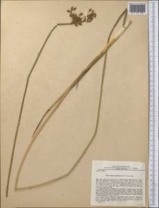 Schoenoplectus carinatus subsp. triquetriformis (V.I.Krecz.) Govaerts, Middle Asia, Pamir & Pamiro-Alai (M2) (Tajikistan)