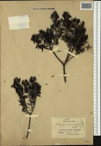 Westringia fruticosa (Willd.) Druce, Australia & Oceania (AUSTR) (Australia)