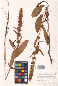 Rumex stenophyllus Ledeb., Eastern Europe, Lower Volga region (E9) (Russia)