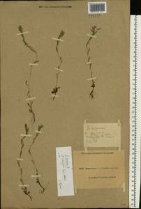 Buglossoides arvensis (L.) I. M. Johnst., Eastern Europe, North Ukrainian region (E11) (Ukraine)