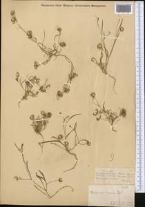Koelpinia linearis Pall., Middle Asia, Muyunkumy, Balkhash & Betpak-Dala (M9) (Kazakhstan)