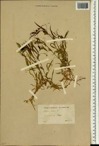 Lathyrus cicera L., South Asia, South Asia (Asia outside ex-Soviet states and Mongolia) (ASIA) (Cyprus)