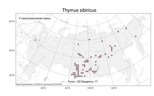 Thymus sibiricus (Serg.) Klokov & Des.-Shost., Atlas of the Russian Flora (FLORUS) (Russia)