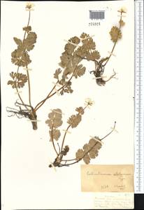 Callianthemum alatavicum Freyn, Middle Asia, Dzungarian Alatau & Tarbagatai (M5) (Kazakhstan)