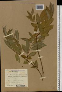 Salix × rubens Schrank, Eastern Europe, Lower Volga region (E9) (Russia)