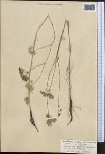 Hyalolaena bupleuroides (Schrenk) Pimenov & Kljuykov, Middle Asia, Northern & Central Tian Shan (M4) (Kyrgyzstan)