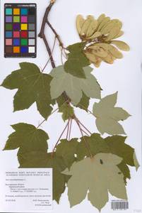 Acer pseudoplatanus L., Eastern Europe, Central forest-and-steppe region (E6) (Russia)