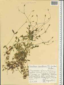 Cerastium holosteoides Fr., Eastern Europe, Northern region (E1) (Russia)