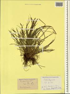 Carex depressa subsp. transsilvanica (Schur) K.Richt., Caucasus, Azerbaijan (K6) (Azerbaijan)