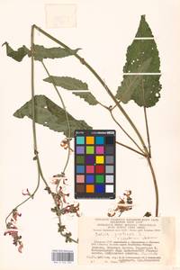 MHA 0 156 323, Salvia pratensis L., Eastern Europe, Lithuania (E2a) (Lithuania)