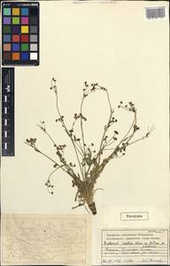 Bupleurum rosulare Korovin ex Pimenov & Sdobnina, Middle Asia, Western Tian Shan & Karatau (M3) (Kyrgyzstan)