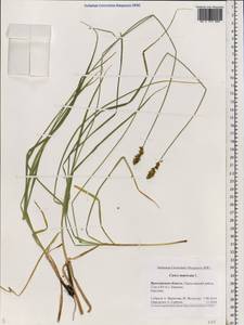 Carex muricata L., Eastern Europe, Central forest region (E5) (Russia)