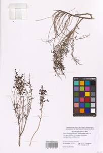 Suaeda physophora Pall., Eastern Europe, Eastern region (E10) (Russia)