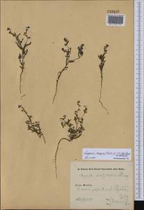 Lappula patula (Lehm.) Menyh., Middle Asia, Karakum (M6) (Turkmenistan)