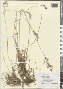 Poa alpina L., Eastern Europe, Northern region (E1) (Russia)