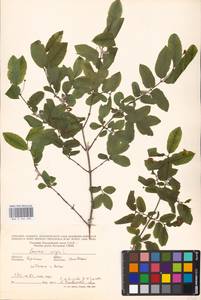 Lonicera nigra L., Eastern Europe, West Ukrainian region (E13) (Ukraine)