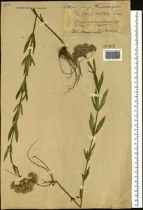 Eupatorium lindleyanum DC., Siberia, Russian Far East (S6) (Russia)