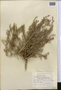 Halothamnus, Middle Asia, Syr-Darian deserts & Kyzylkum (M7) (Uzbekistan)