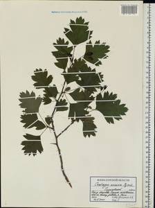 Crataegus meyeri Pojark., Eastern Europe, Central forest-and-steppe region (E6) (Russia)