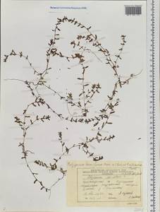 Polygonum humifusum Mert. ex C. Koch, Siberia, Central Siberia (S3) (Russia)