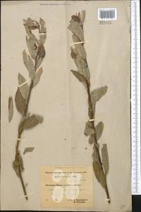Salix turanica Nasarow, Middle Asia, Pamir & Pamiro-Alai (M2) (Tajikistan)