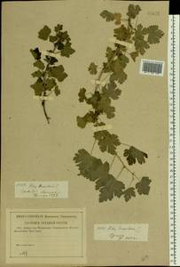 Ribes uva-crispa, Eastern Europe, Central forest-and-steppe region (E6) (Russia)