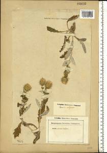 Cousinia wolgensis C.A.Mey., Eastern Europe, Lower Volga region (E9) (Russia)