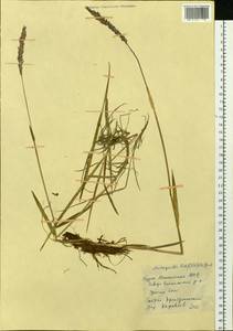 Arctagrostis latifolia (R.Br.) Griseb., Siberia, Baikal & Transbaikal region (S4) (Russia)