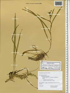 Sparganium natans L., Eastern Europe, Central region (E4) (Russia)