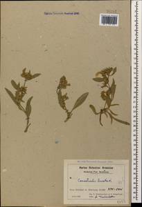 Convolvulus lineatus L., Caucasus, Azerbaijan (K6) (Azerbaijan)