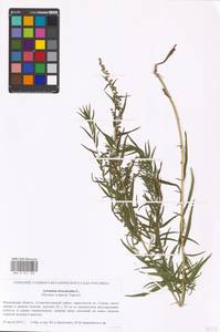 Artemisia dracunculus L., Eastern Europe, Moscow region (E4a) (Russia)