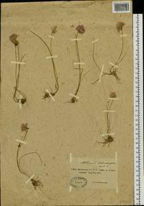 Allium schoenoprasum L., Siberia, Yakutia (S5) (Russia)