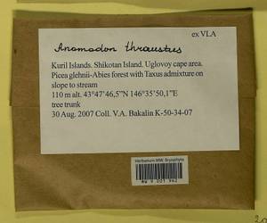 Anomodon thraustus Müll. Hal., Bryophytes, Bryophytes - Russian Far East (excl. Chukotka & Kamchatka) (B20) (Russia)