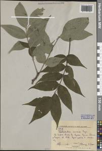 Phellodendron amurense Rupr., Siberia, Russian Far East (S6) (Russia)