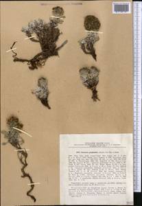 Saussurea gnaphalodes (Royle) Sch. Bip., Middle Asia, Northern & Central Tian Shan (M4) (Kazakhstan)