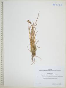Triglochin maritima L., Siberia, Russian Far East (S6) (Russia)