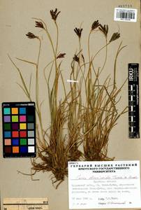 Carex eleusinoides Turcz. ex Kunth, Siberia, Baikal & Transbaikal region (S4) (Russia)