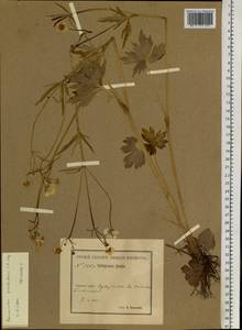 Ranunculus grandifolius C. A. Mey., Siberia, Baikal & Transbaikal region (S4) (Russia)