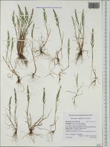 Catapodium rigidum (L.) C.E.Hubb., Western Europe (EUR) (Portugal)