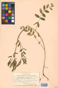 Astragalus cicer L., Eastern Europe, Moscow region (E4a) (Russia)