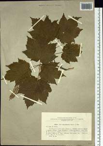 Acer ukurunduense Trautv. & C. A. Mey., Siberia, Russian Far East (S6) (Russia)