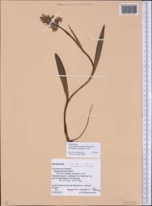 Dactylorhiza fuchsii × incarnata, Eastern Europe, Western region (E3) (Russia)