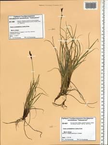 Carex bigelowii subsp. arctisibirica (Jurtzev) Á.Löve & D.Löve, Siberia, Central Siberia (S3) (Russia)